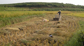 Mid Autumn Festival & The Grains of Time