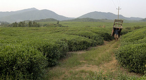Mid Autumn Festival & The Grains of Time