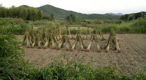 Mid Autumn Festival & The Grains of Time