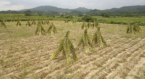 Mid Autumn Festival & The Grains of Time