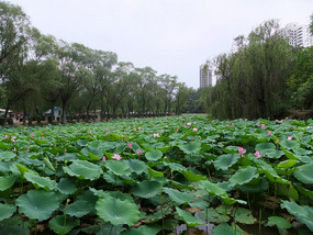 Xianyang Museum & Temple