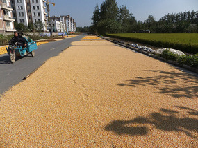 A Cornalishess Ride To The Sun & Moon Eco Park