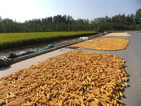 A Cornalishess Ride To The Sun & Moon Eco Park