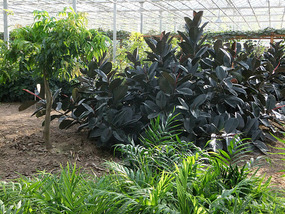 A Cornalishess Ride To The Sun & Moon Eco Park