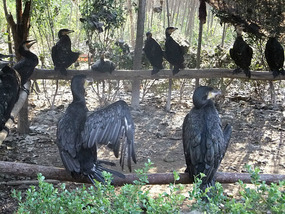 A Cornalishess Ride To The Sun & Moon Eco Park