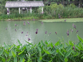 Temple & Pagoda  Wet Lands Adventures