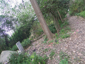 The Peaceful Ride To Chuzhous Wentong Pagoda