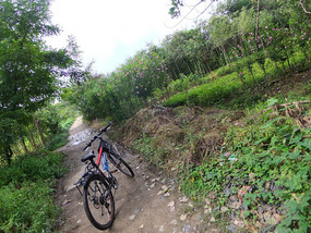 The Peaceful Ride To Chuzhous Wentong Pagoda