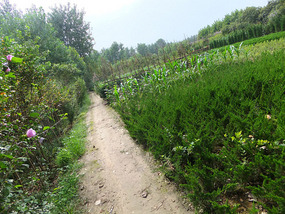 The Peaceful Ride To Chuzhous Wentong Pagoda