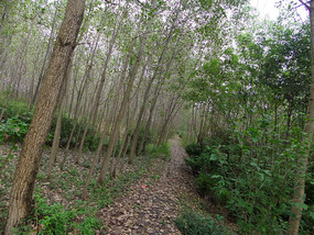 The Peaceful Ride To Chuzhous Wentong Pagoda
