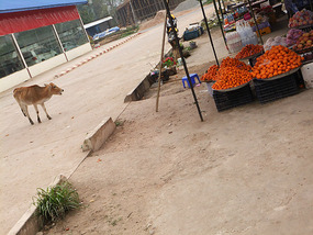 Border Crossing & To Luang Prabang