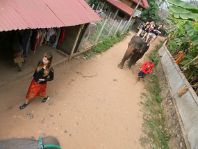 The Elephant Village Adventure