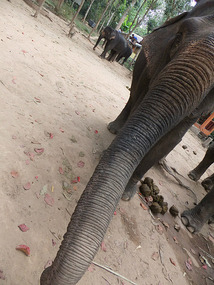 The Elephant Village Adventure