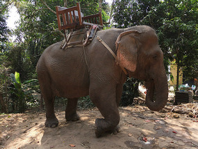 The Elephant Village Adventure