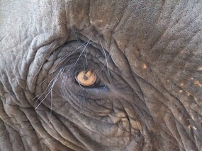 The Elephant Village Adventure