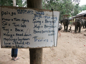 The Elephant Village Adventure