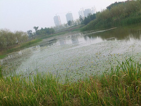 Old Yellow River Wetlands Adventures