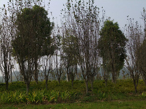 Old Yellow River Wetlands Adventures