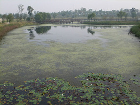 Old Yellow River Wetlands Adventures