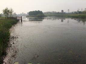 Old Yellow River Wetlands Adventures