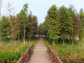 Old Yellow River Wetlands Adventures