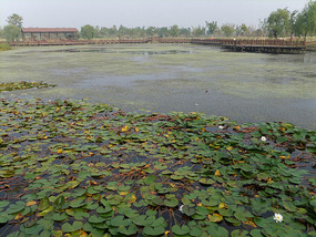Old Yellow River Wetlands Adventures
