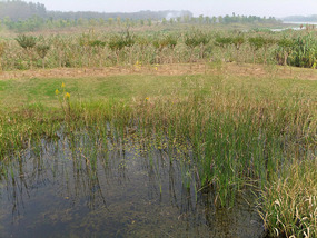 Old Yellow River Wetlands Adventures