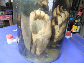 Kayaking With Tubers & Bears Feet Alcohol