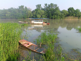The Peach Tree Park Adventures