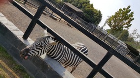 A Day At The Zoo With My Students
