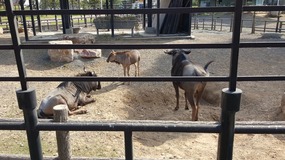 A Day At The Zoo With My Students