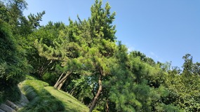 Songjiang Ancient Town