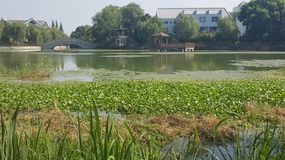Zhujiajiao Lake Walk For Tings Birthday