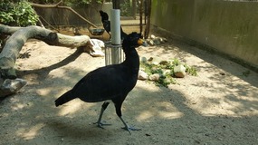 Shanghai Zoo Adventure