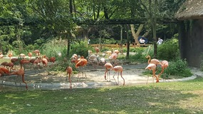 Shanghai Zoo Adventure