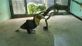 Shanghai Zoo Adventure