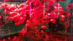 Shanghai Zoo Adventure