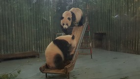 Shanghai Zoo Adventure