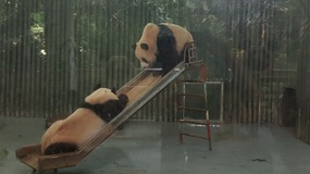 Shanghai Zoo Adventure