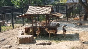 Shanghai Zoo Adventure
