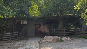 Shanghai Zoo Adventure