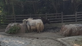 Shanghai Zoo Adventure