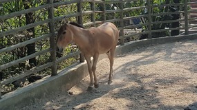 Shanghai Zoo Adventure