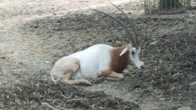 Shanghai Zoo Adventure