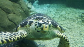 Shanghai Zoo Adventure