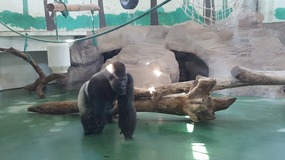 Shanghai Zoo Adventure