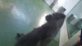 Shanghai Zoo Adventure