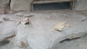 Shanghai Zoo Adventure