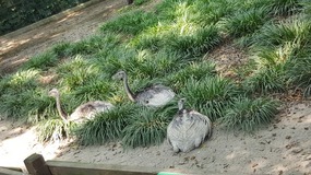 Shanghai Zoo Adventure