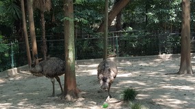Shanghai Zoo Adventure